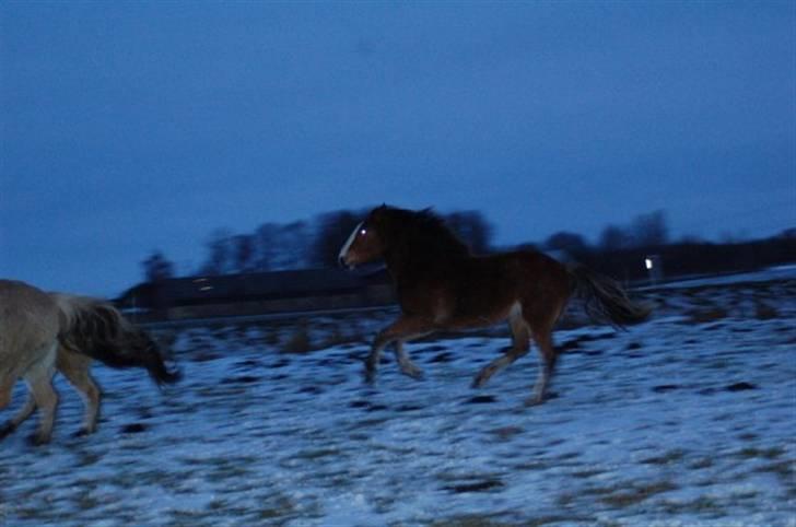 Anden særlig race Umay Be Royal billede 20