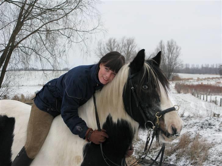 Irish Cob Gipsy King billede 12