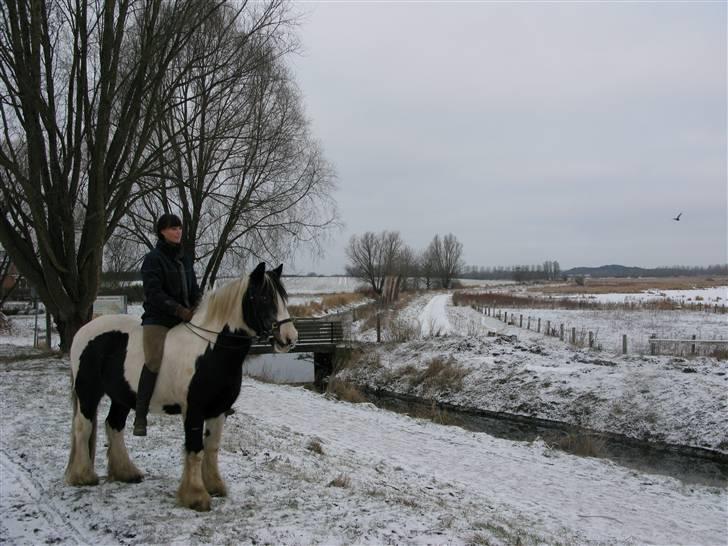 Irish Cob Gipsy King billede 13