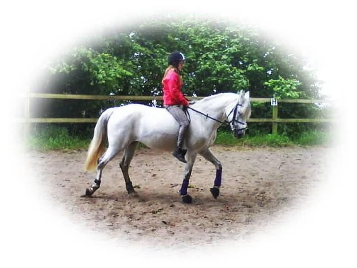 Anden særlig race Felixgårds Milky way <3   billede 11