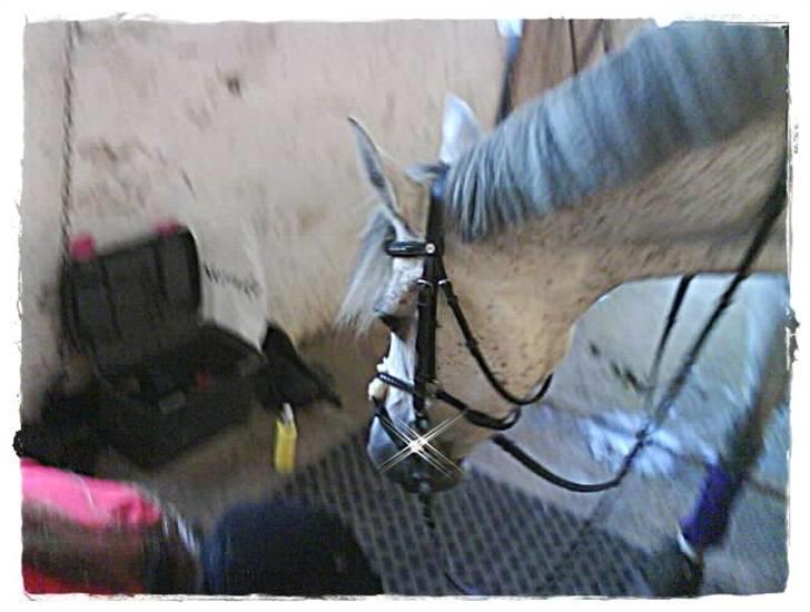 Anden særlig race Felixgårds Milky way <3   billede 13