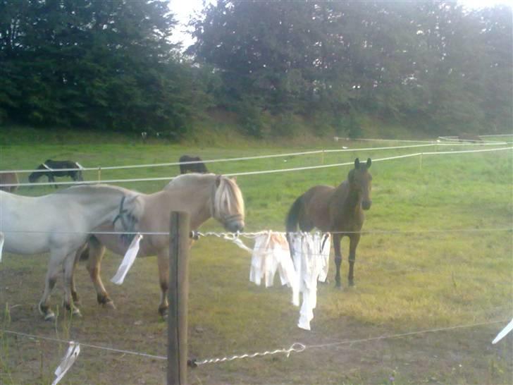 Anden særlig race mc-kinney(gammel lånehest billede 15