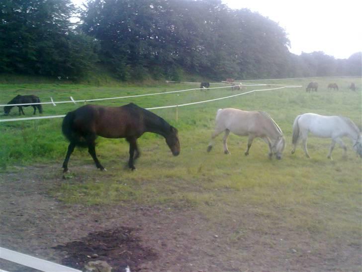 Anden særlig race mc-kinney(gammel lånehest billede 16