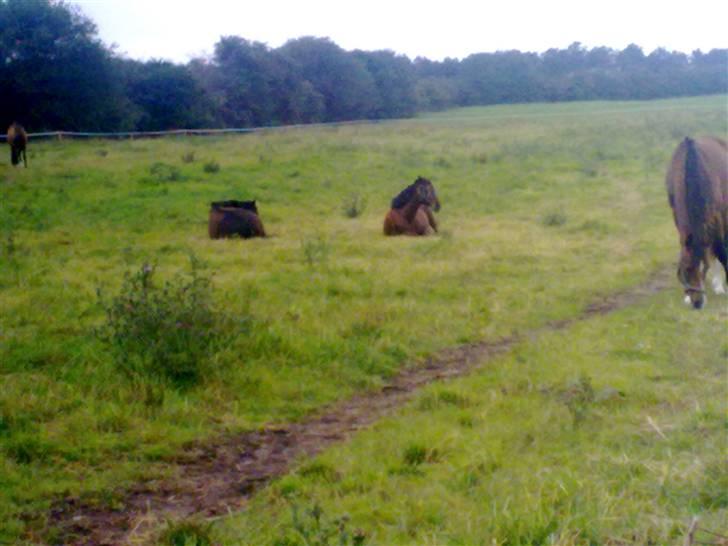 Anden særlig race mc-kinney(gammel lånehest billede 17