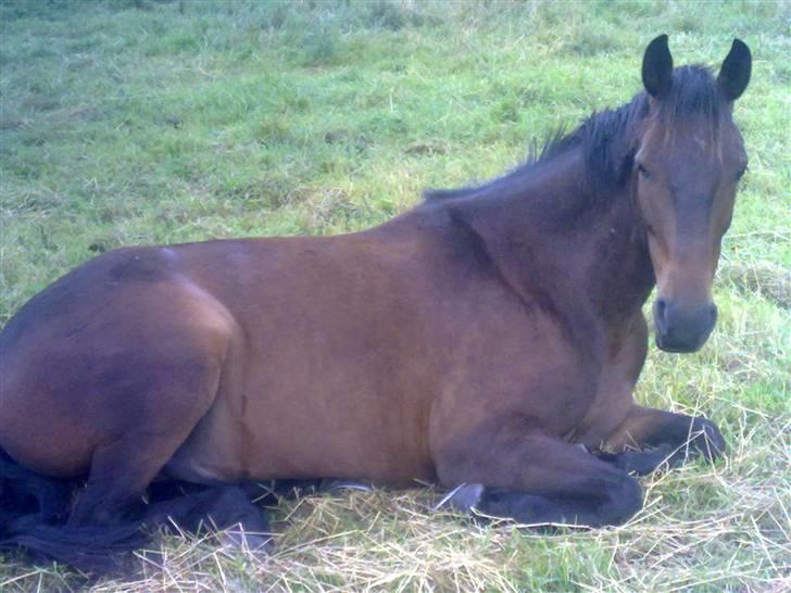 Anden særlig race mc-kinney(gammel lånehest billede 18