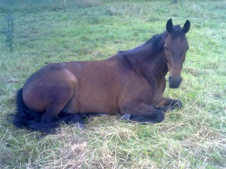 Anden særlig race mc-kinney(gammel lånehest billede 19
