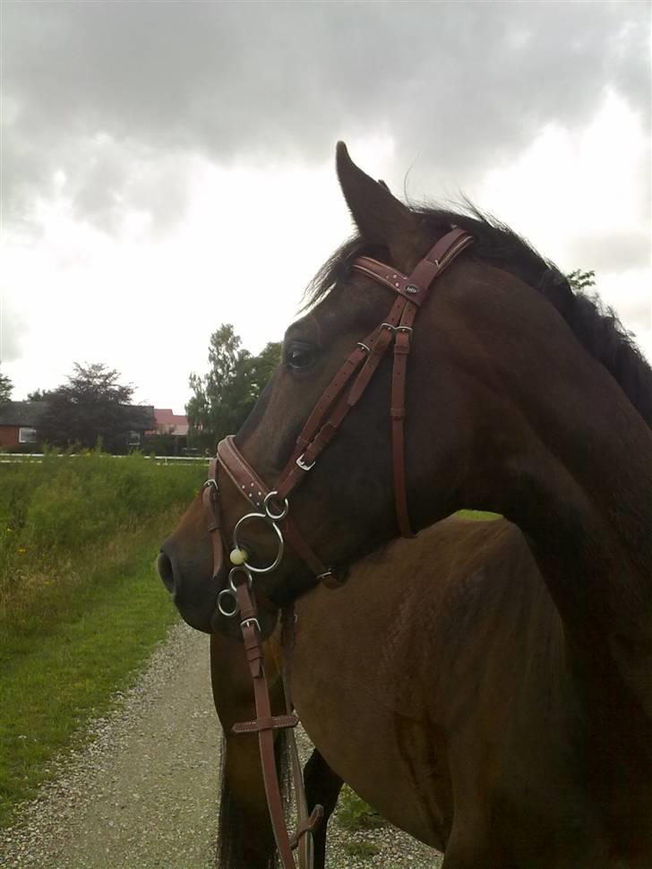 Anden særlig race mc-kinney(gammel lånehest billede 20