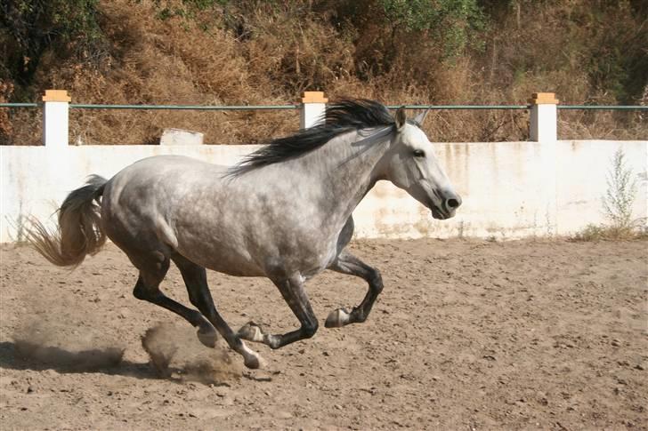 Cruzado Chili † RIP † 01-11-2010- billede 11