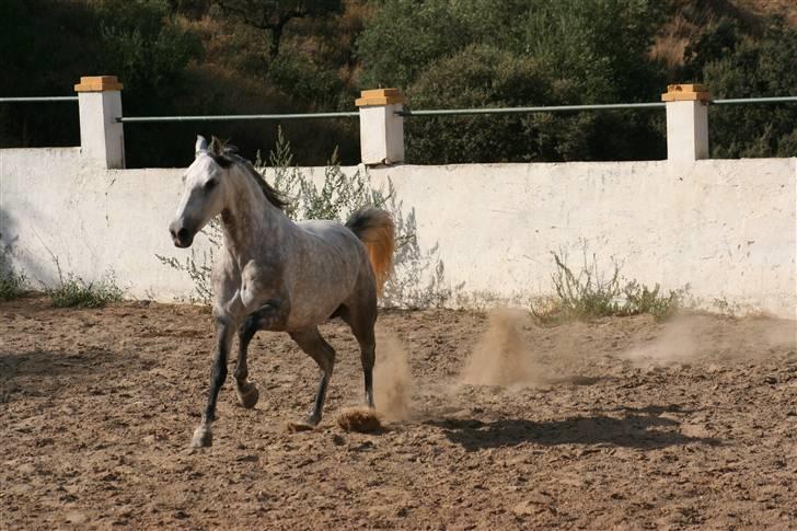 Cruzado Chili † RIP † 01-11-2010- billede 15