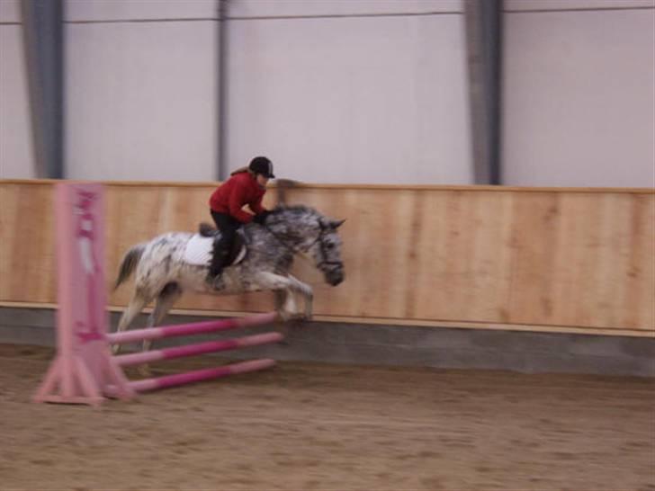 Appaloosa Benno  Solgt :'(  <3 - Amalie på benno (: billede 7