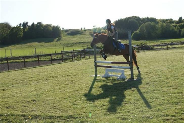 Anden særlig race Alina *R.I.P* billede 1