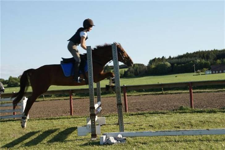 Anden særlig race Alina *R.I.P* billede 2