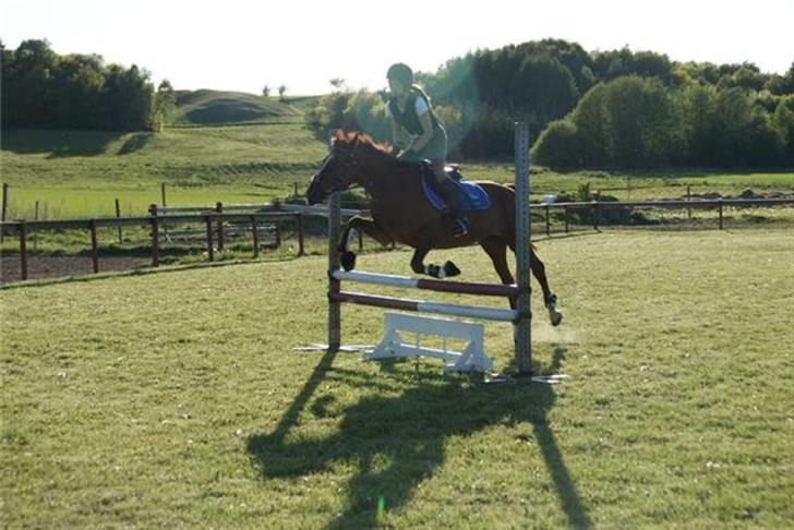 Anden særlig race Alina *R.I.P* billede 4