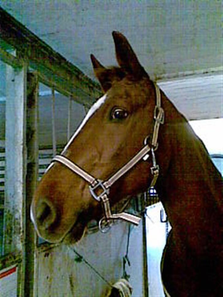 Anden særlig race Alina *R.I.P* billede 5