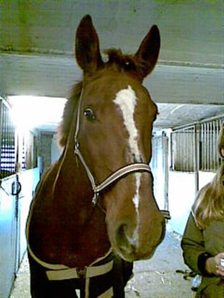 Anden særlig race Alina *R.I.P* billede 6