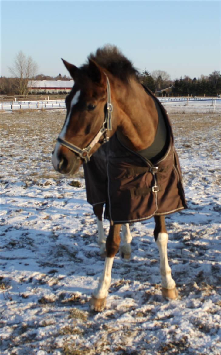 Hollandsk Sportspony Orchids Tigertail  A-pony - En af de første dage på fold her på Lolland, Remse var såå glad!! :)) billede 3