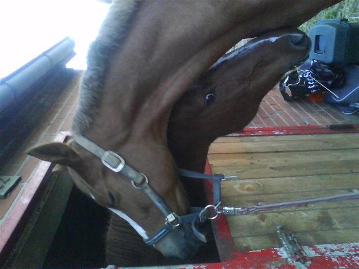 Anden særlig race Alina *R.I.P* - førse dag på rideskolen og hun har allerede en ven! (: billede 11