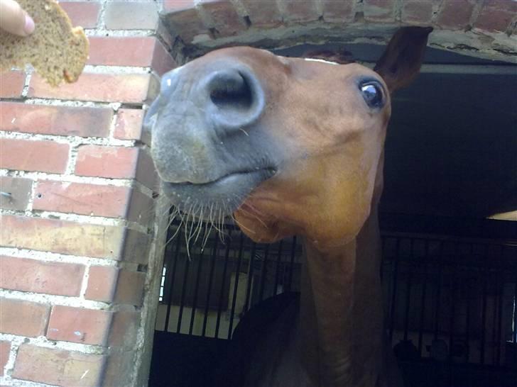 Anden særlig race Alina *R.I.P* billede 12