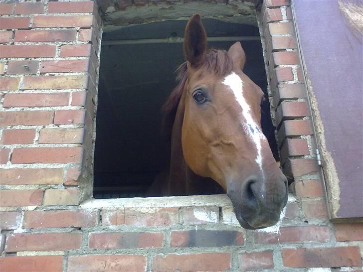 Anden særlig race Alina *R.I.P* billede 13