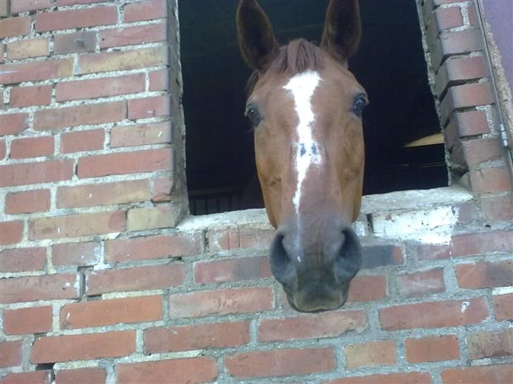 Anden særlig race Alina *R.I.P* billede 14