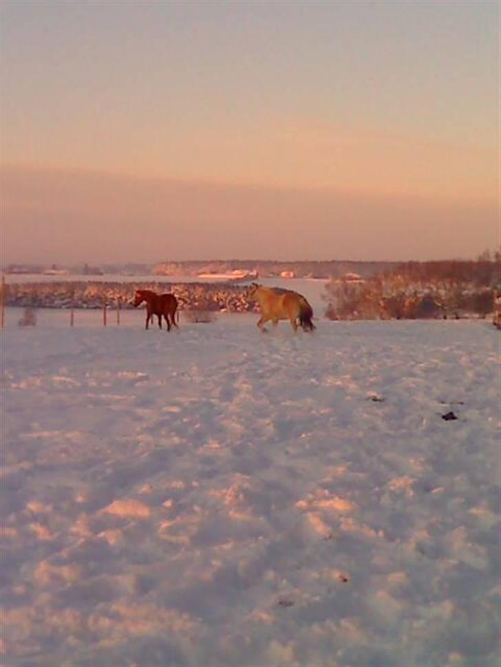 DSP sunshine (part) - på fold med hendes lille kæreste, viggo:) billede 14