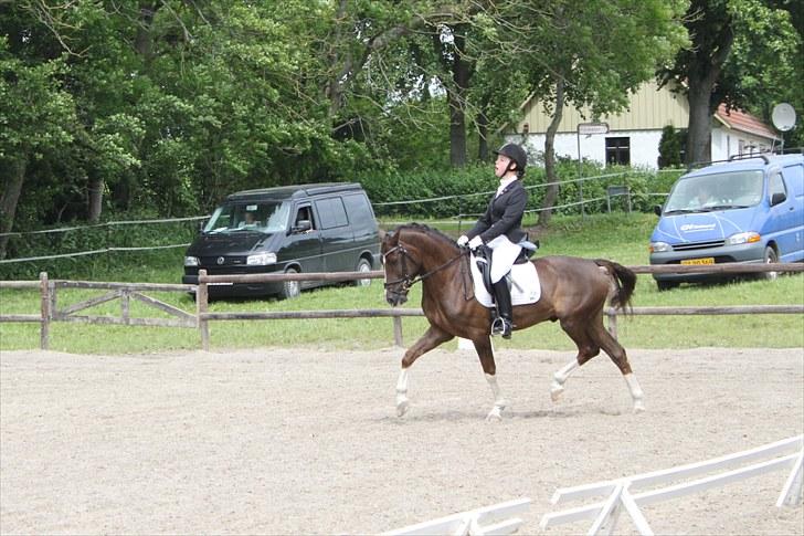 Hollandsk Sportspony Orchids Tigertail  A-pony - La1 til mesterskabet 68,1 % i snit billede 5