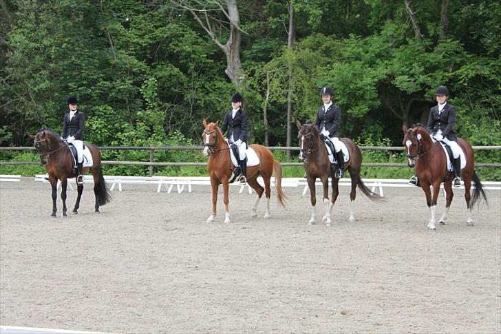 Hollandsk Sportspony Orchids Tigertail  A-pony - Holdet :) billede 6