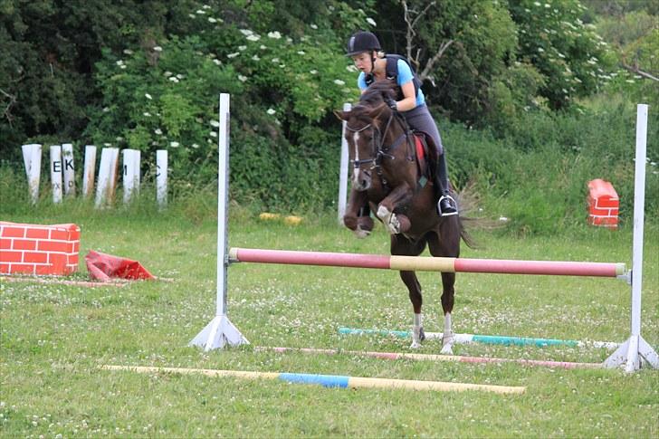 Hollandsk Sportspony Orchids Tigertail  A-pony - Remsen til spring billede 7