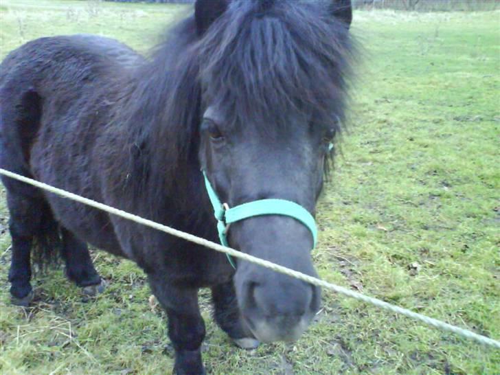 Shetlænder Olga R.I.P In my heart!:( - Olga på fold<3 billede 1