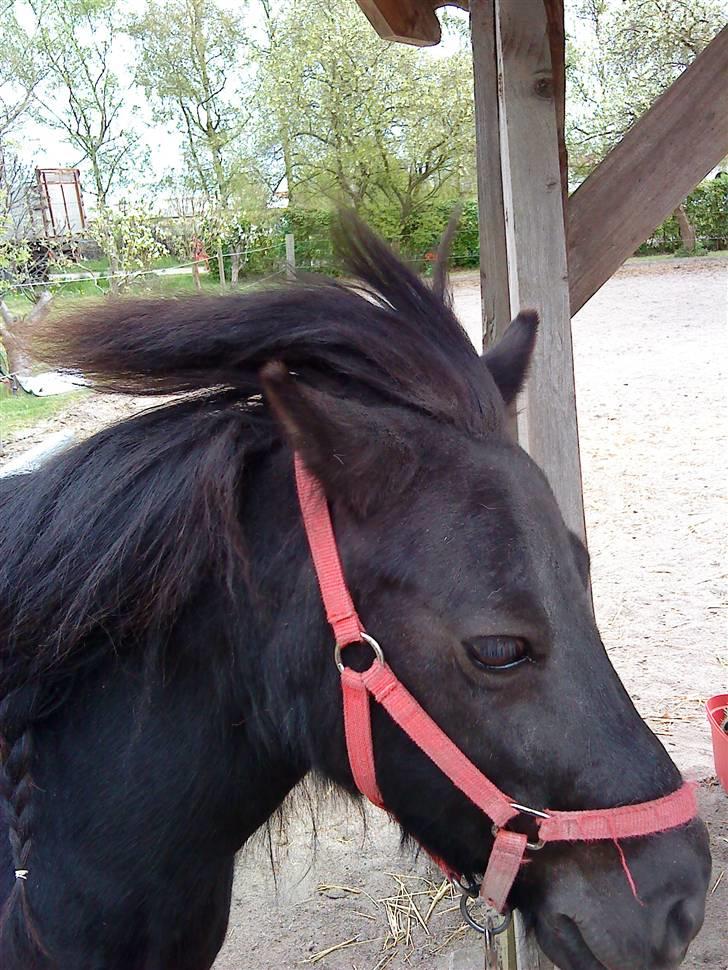 Shetlænder Olga R.I.P In my heart!:( - Seje Olga har fået Cool hår. billede 2