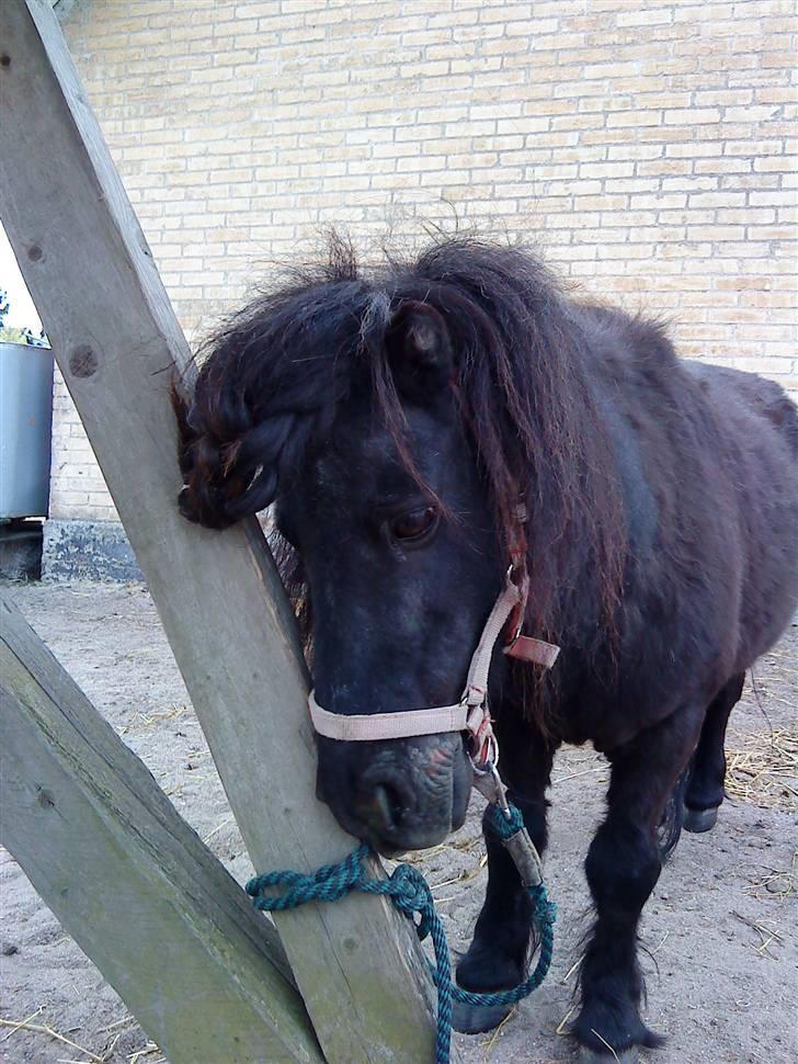 Shetlænder Olga R.I.P In my heart!:( - Olga med håret sat op i en knold. billede 3