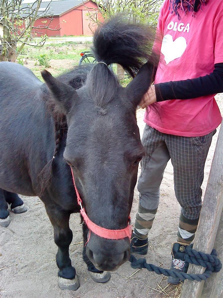 Shetlænder Olga R.I.P In my heart!:( - Olga med springfald billede 4
