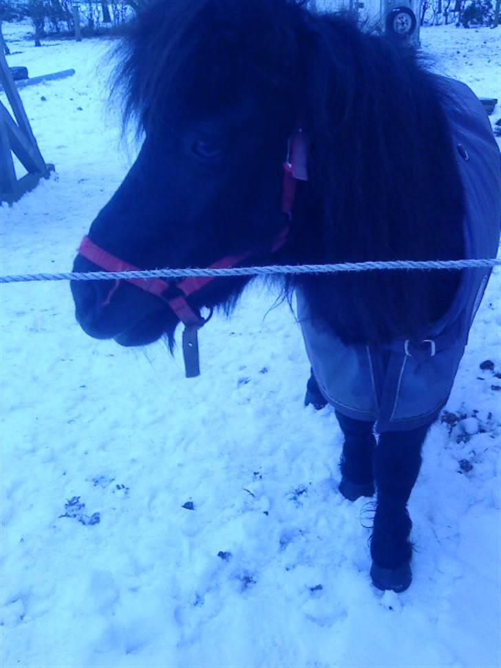 Shetlænder Olga R.I.P In my heart!:( - Olga om vinteren på jordfold.. billede 5