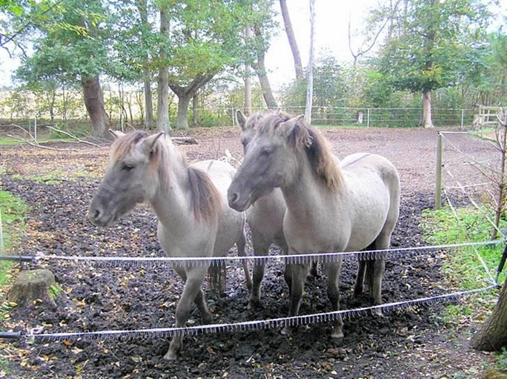 Tarpaner Viermosens Tribini billede 2