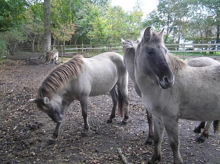 Tarpaner Viermosens Tribini billede 5