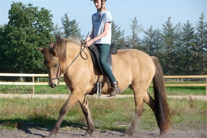 Islænder sóley fra Dalgård billede 11