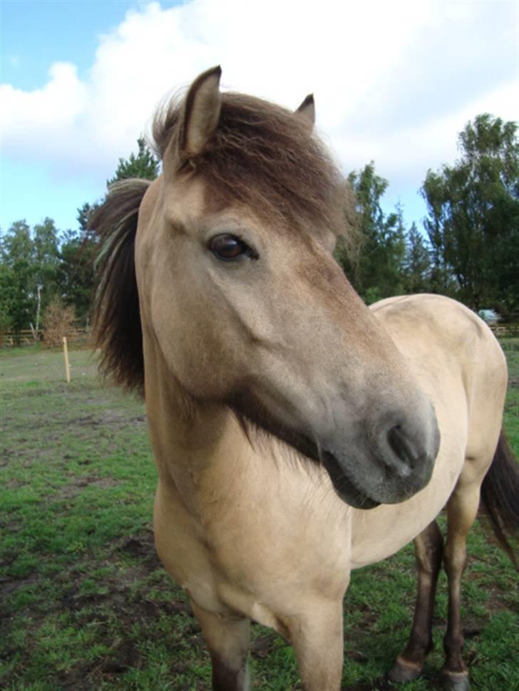 Islænder sóley fra Dalgård billede 12