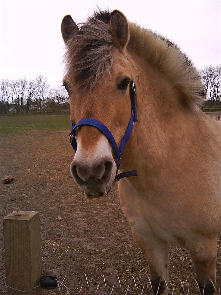Fjordhest Beersmindes Tarzan billede 4