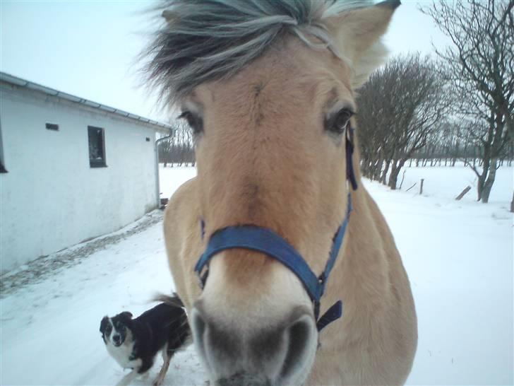 Fjordhest Beersmindes Tarzan billede 5