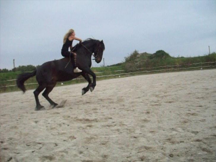 Frieser .- My Fear Lady -. - Kombination bukspringstejl hehexD billede 14