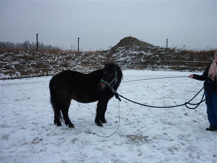 Shetlænder axel *SOLGT*:'( - 8 billede 6