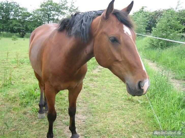 Pinto Bacardi Breezer **SOLGT** - Velkommen til Bacardi Breezer´s Profil <3 billede 1