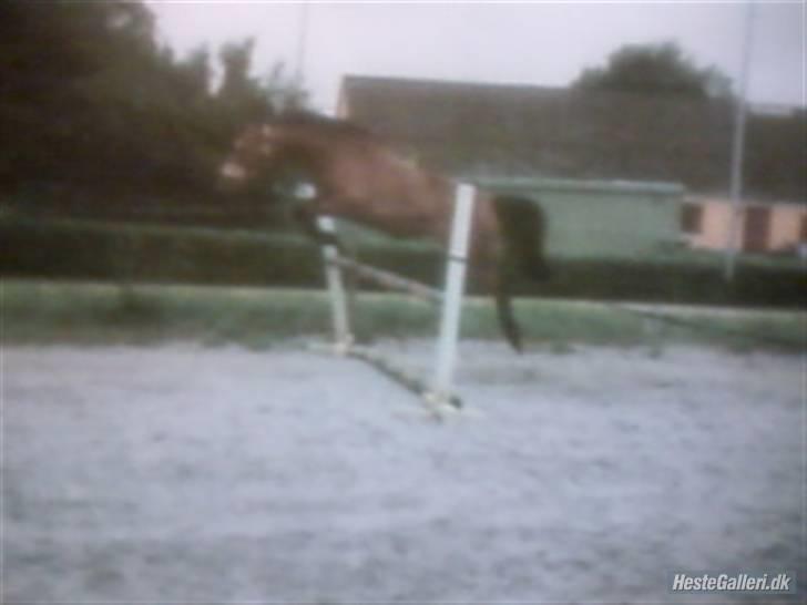 Pinto Bacardi Breezer **SOLGT** - Her Bliver han løssprunget på ridebanen, vi skulle lige se hvad han kunne :) Foto Anja billede 2