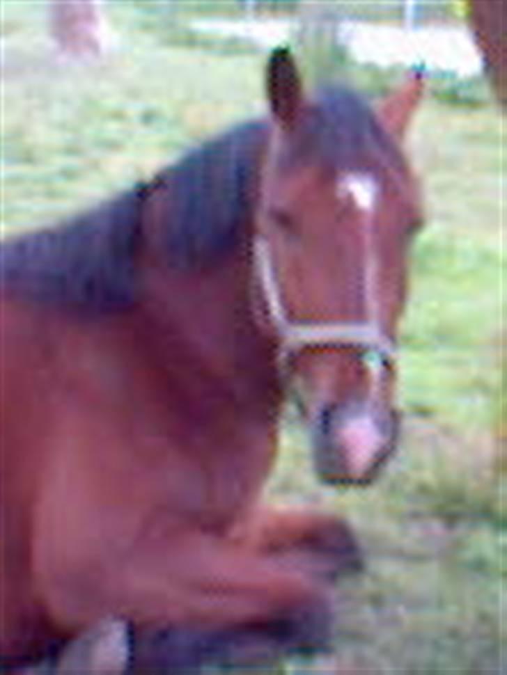 Pinto Bacardi Breezer **SOLGT** - En hygge dag på folden hvor mig og bacardi lå på græsset <3 Foto mig billede 3