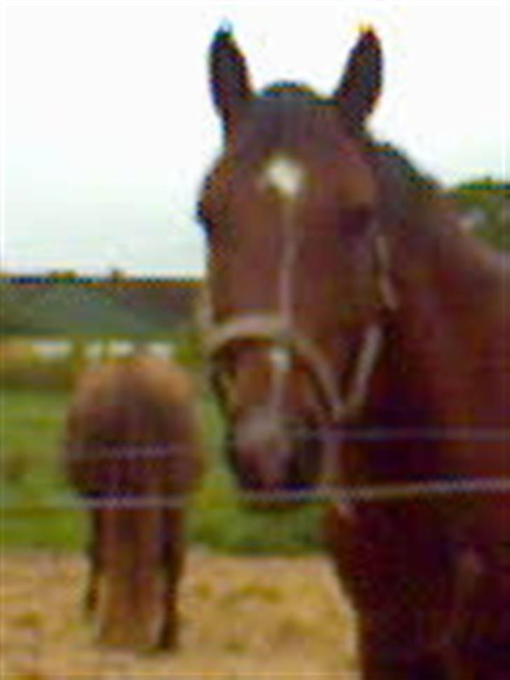 Pinto Bacardi Breezer **SOLGT** - Hej min skat :) Foto mig billede 4