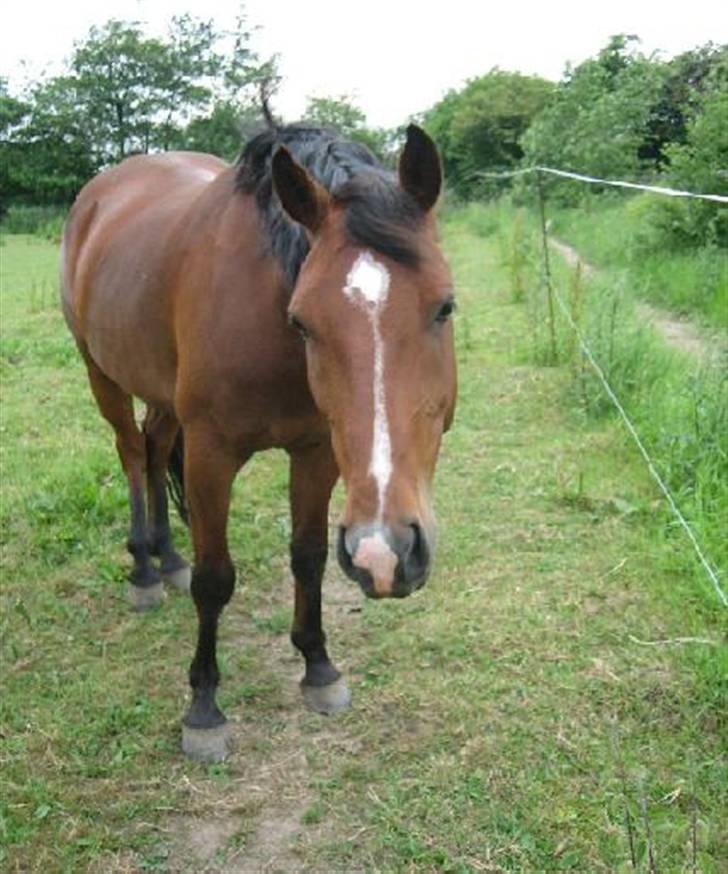 Pinto Bacardi Breezer **SOLGT** - Bacardi Breezer ´ kaldt som ´´nusse navn´´ - mísen <3  billede 5