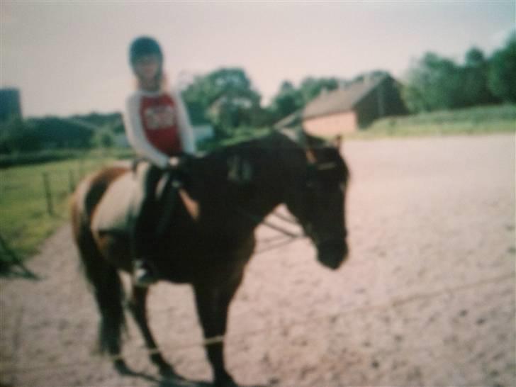 Pinto Bacardi Breezer **SOLGT** - Mig på Bacardi, efter den første galoptur på banen <3 Foto Sabrina billede 6