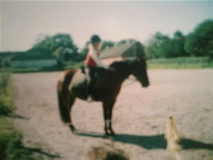 Pinto Bacardi Breezer **SOLGT** - Husker at rose min skat <3 Foto Sabrina  billede 7