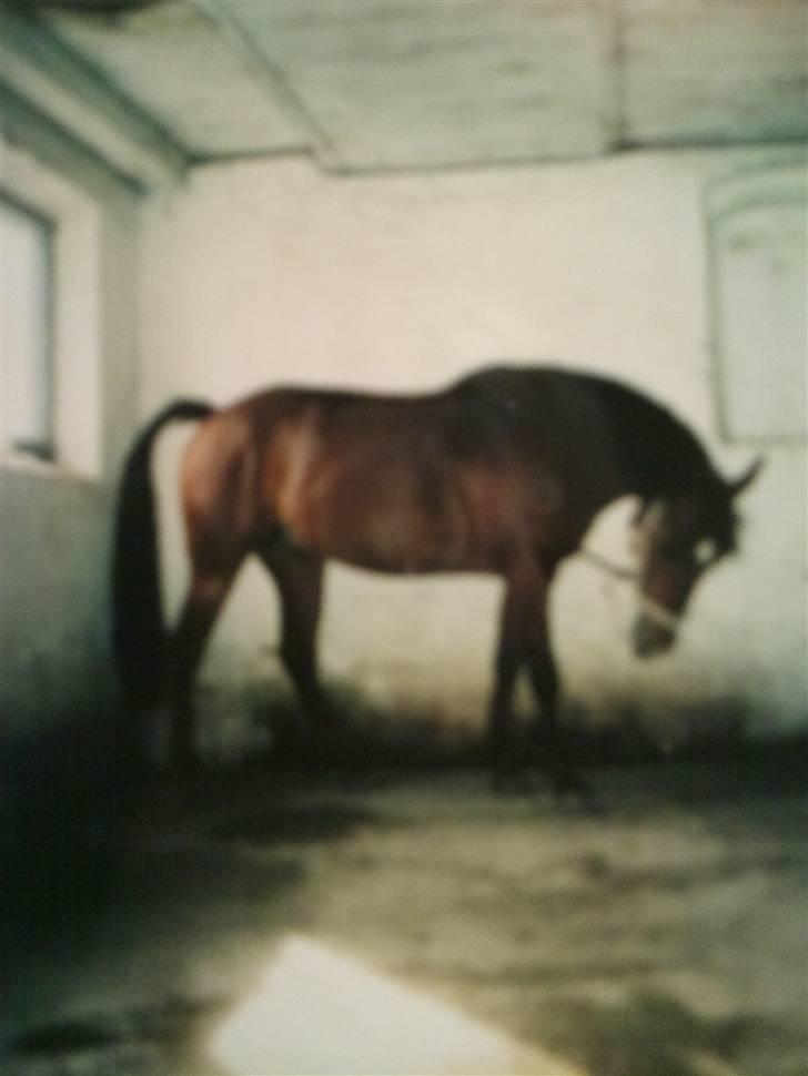 Pinto Bacardi Breezer **SOLGT** - Dejligt med et køligt bad efter en hård sommerdag <3 Foto mig billede 8