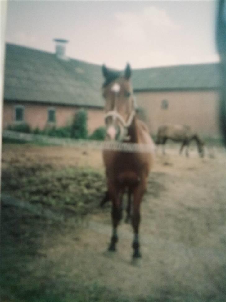 Pinto Bacardi Breezer **SOLGT** - Hej skat <3 på folden med Tango Foto mig billede 9